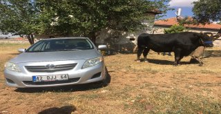 İki Tonluk Boğa, Otomobil Fiyatına Alıcı Bekliyor