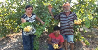 Türkiyenin İlk Guava Üreticisi