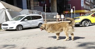 (Özel) Üç Ayağıyla Caddelerin Maskotu Oldu