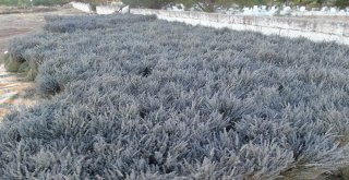 Lavanta Fidanının Üretim Üssü Eğirdir