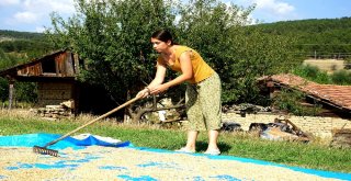 (Özel) Üniversiteli Genç Kız, Kastamonuda İmece Usulü Köy İşlerinde Çalışıyor
