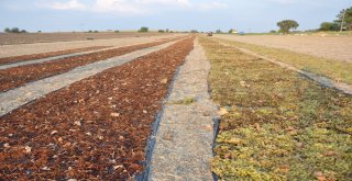 Çiftçinin Tüfekli Üzüm Nöbeti