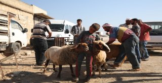 Suriyede Kesilen 5 Bin 357 Hisse Kurban İhtiyaç Sahiplerine Dağıtılıyor