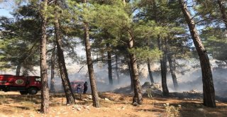 Antalyada Orman Yangını