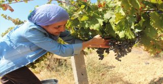 Bağ Bozumu  İşçilerin Ekmek Kapısı Oldu
