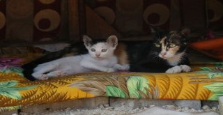 Mahallenin Fahri Trafik Polisi Ayşe Kaya Sokak Kedilerini Böyle Koruyor