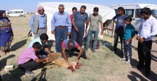 (Özel Haber) Urfalı Tarım İşçilerinin Çadırda Kurban Kesimi