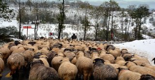 Orduya Mevsimin İlk Karı Yağdı