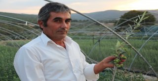 Manisada Arbequina Çeşidi Zeytin Fidanına İlgi Artıyor