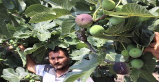 Dünyaca Ünlü Meyveye İhracat Yasağı