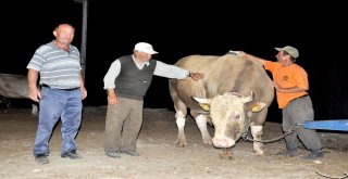 Çorumda 2.2 Tonluk Kurbanlık Görücüye Çıktı