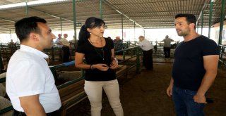 Kurban Bayramı Öncesi Büyükşehirden Sağlık Tedbiri