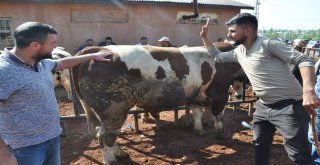 Kars Hayvan Pazarında Kurban Bayramı Hareketliliği