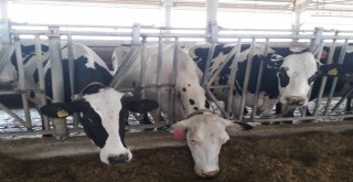 Afyonkarahisarda Avrupa Standartlarında Süt Üretiliyor