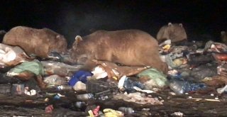 (Özel) Ayı Kendisini Görüntüleyen Gazeteciye Saldırdı