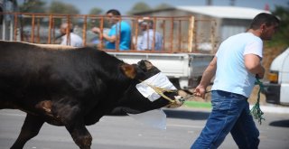 Kurban Pazarında Hareketlilik Devam Ediyor