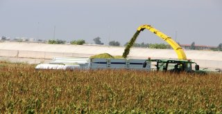 Antalyada Yılın İlk Silaj Üretimi Başladı