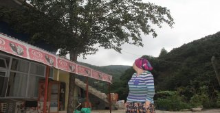 Kesmeye Kıyamadıkları Armut Ağacını Böyle Korumaya Aldılar