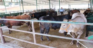 Manisa Hayvan Pazarında Padoklar Boş Kaldı