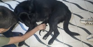 (Özel) Köpek Yavru Kediye Annelik Yapıyor