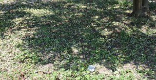 Doludan Etkilenen Tarım Arazileri İncelendi