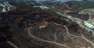 (Özel Haber) Bursada Lüks Villaların Yanında Küle Dönen Ciğerleri Yeniden Yeşeriyor