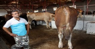 15 Temmuz Doğumlu Dev Boğayı Alana, Yanında 3 Boğa Hediye