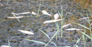 Manavgatta Balık Ölümleri