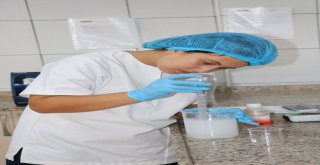 (Özel Haber) Ezine Peynirinin Sırrı Otlayan Koyun, Keçi Ve İneklerde Gizli