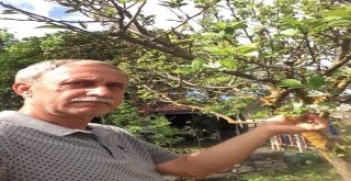 Sıcak Havaya Aldanan Elma Ağaçları Çiçek Açtı