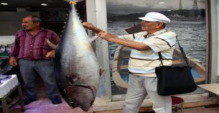 Samsunluların Dev Orkinos Şaşkınlığı