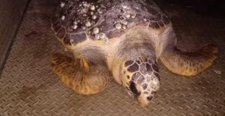 Körfez'de bulunan caretta ceratta DEKAMER'e gönderildi