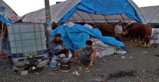 (Özel) Besicilerin 24 Saat Kurban Nöbeti