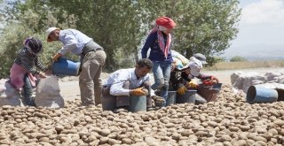 Türkiyedeki Patates Fiyatları