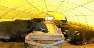 Aydında Kurban Bayramı Öncesi Gereken Tüm Tedbirler Alındı