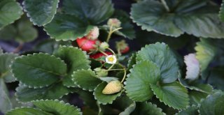 Vali Hanım Çileğinin İlk Hasadını Vali Hanım Yaptı