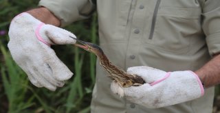 Vatandaşlar Tarafından Bulunan Balaban Doğaya Bırakıldı