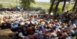 736. Dedebağ Keşkek Hayrı 20 Bin Kişinin Katılımıyla Yapıldı