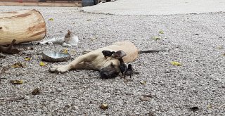 Anneleri Ölen 6 Civcive Evin Köpeği Aslan Annelik Yapıyor