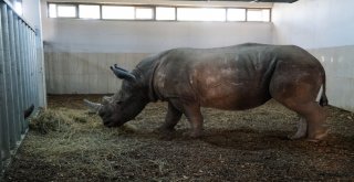 Bursanın Yeni Misafirlerinin Sağlık Durumu İyi