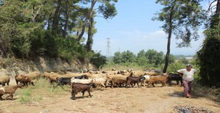 Patlayan İçme Suyu Hattı Koyunların Bulunduğu Ağılı Sular Altında Bıraktı