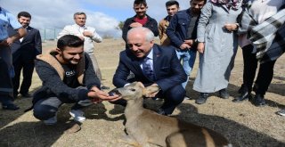 Karacalar Doğal Ortamına Bırakıldı