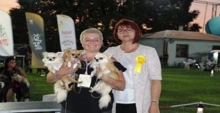 Köpekler Birincilik İçin Yarıştı