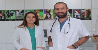 Ölüme Terk Edilen Köpek Koruma Altında