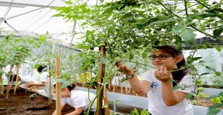 Bağcılarda Çocuklar Bitkilerle Arkadaş Oldu