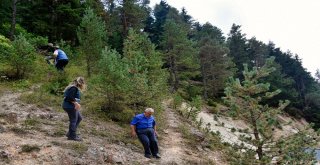 Zigananın Ormanları Ondan Soruluyor