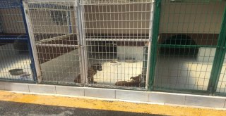 Beyoğlunda Sokak Hayvanları Vantilatörle Serinleyecek