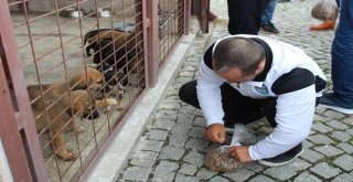 Özel Çocuklar, Sevgilerini Sahipsiz Hayvanlarla Paylaştı