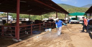 Manavgat Ve Alanyada Bayram Öncesi İlaçlama Seferberliği