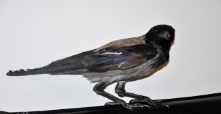 Yaralı Kargayı İyileşene Kadar Evinde Misafir Edecek